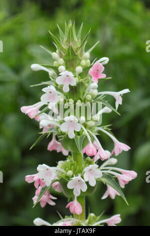 Long-leaved whorlflower (morina longifolia), an evergreen perennial, in full bloom in the herbaceous border of an English garden in summer (June), UK Stock Photo