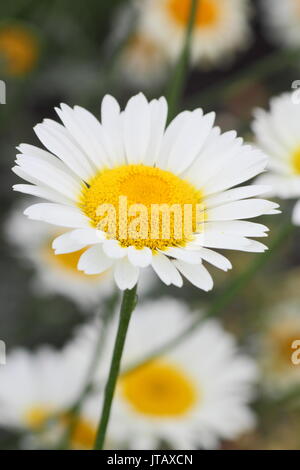 Anthemis tinctoria 'E.C. Buxton', or 'Dyer's chamomile', in full bloom in an English garden border in mid summer (June), UK Stock Photo