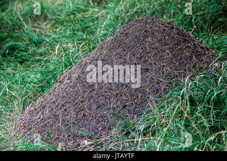 Wood ants nest, Formica rufa, Anthill forest, Ant hill, Ant nest, Czech Republic Stock Photo
