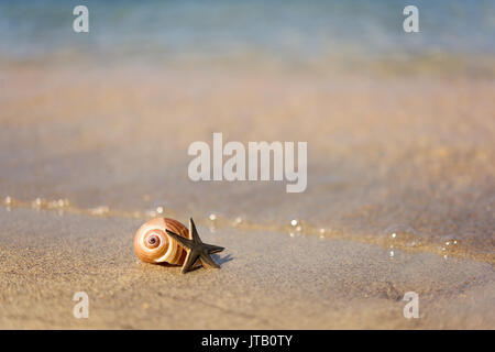 Shell an starfish near the water on the beach Stock Photo