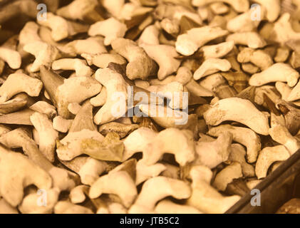 Shark teeth, teeth detail of a shark, wild marine animal Stock Photo