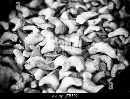 Shark teeth, teeth detail of a shark, wild marine animal Stock Photo