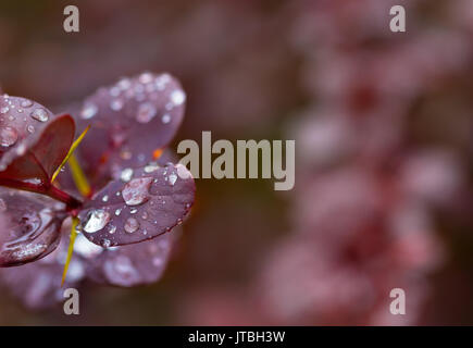 Wet twig of red barberry (Japanese barberry) with water drops on leaves after rain Stock Photo
