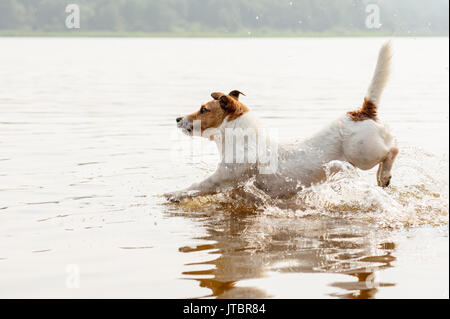 Dog running and jumping in water with fun splashes Stock Photo