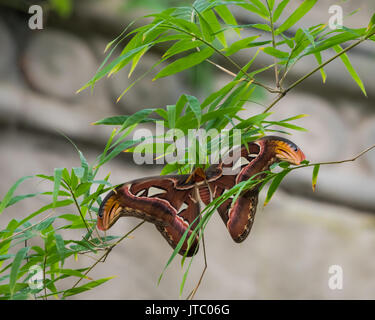 Ceanothus silkmoth or Hyalophora euryalus in a tree Stock Photo