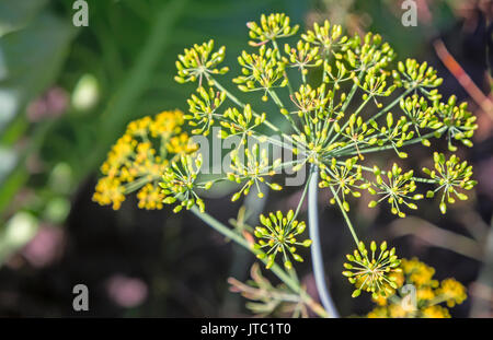 The flowers of dill and fennel on a bed in the garden Stock Photo