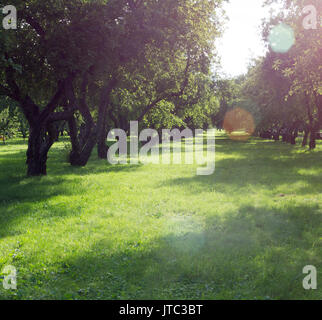 apple grove at sunny summer day. background, nature. Stock Photo