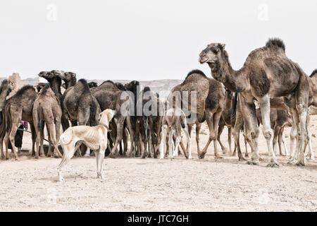 A Sloughi (Arabian greyhound) herds a group of dromedaries (camels) at a well in the desert of Morocco. Stock Photo