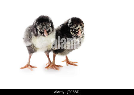 Pair of new born baby chicks, Silver Laced Wyandottes, isolated on a white background with light shadow. Extreme depth of field with selective focus o Stock Photo