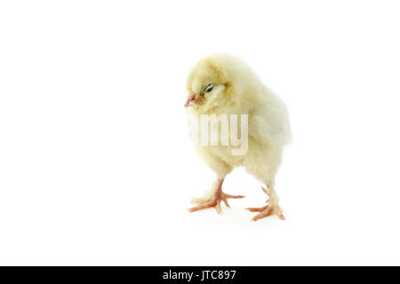 Isolated sleeping baby Faverolle chick on a white background with light shadow. Extreme depth of field with selective focus on face. Stock Photo