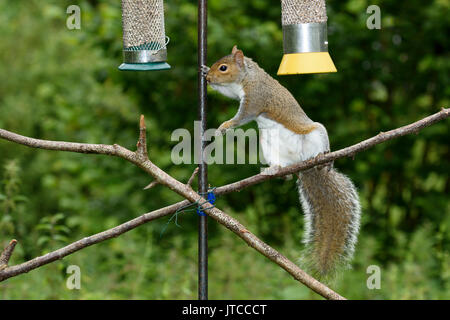 Grey squirrel (Sciurus carolinensis) at a bird feeder, Dorset, UK Stock Photo