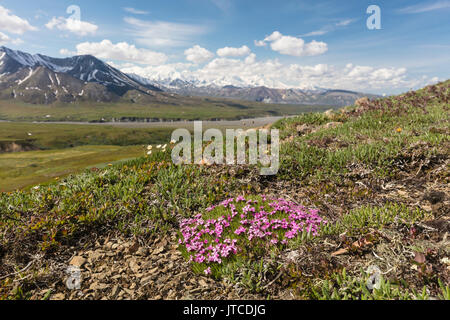 Moss Campion overlooking Thorofare Pass in Denali National Park in Interior Alaska. Stock Photo