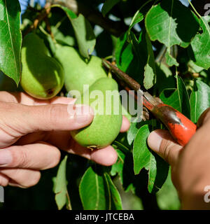 closeup of a young caucasian man picking a pear with pruning shears from the tree in an organic orchard Stock Photo