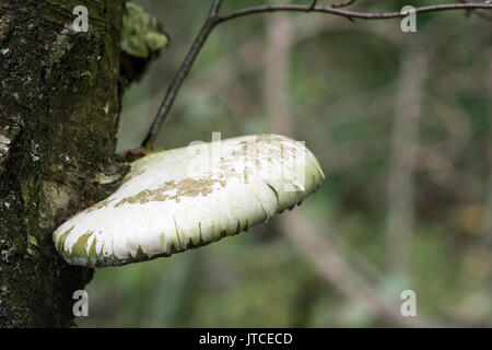 Birch polypore or Razorstrop fungus (Piptoporus betulinus) growing on trunk of silver birch. Stock Photo