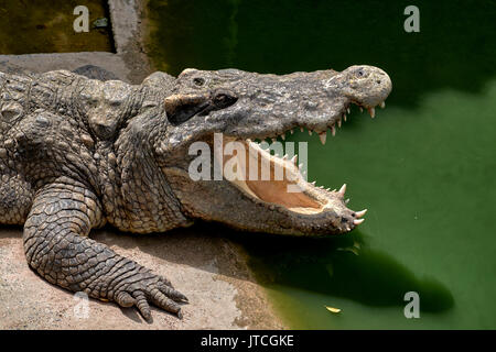 Crocodile mouth open Stock Photo