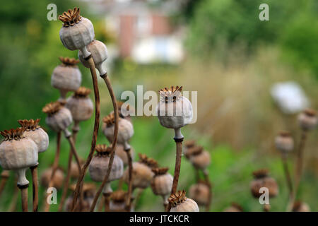 Dried poppy seed pods in Jardin des Plantes, Amiens, Somme, Hauts de France, France Stock Photo
