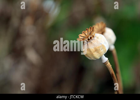 Dried poppy seed pods in Jardin des Plantes, Amiens, Somme, Hauts de France, France Stock Photo