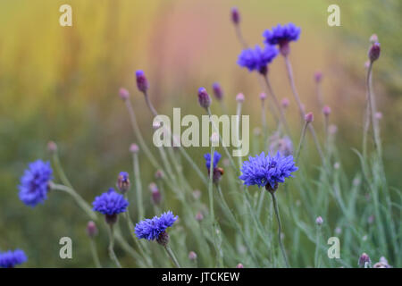 Cornflowers on green and multicolour background Stock Photo