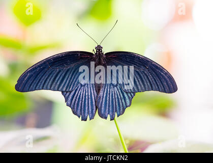 Macro of a tropical Great Mormon butterfly (Papilio Memnon) Stock Photo