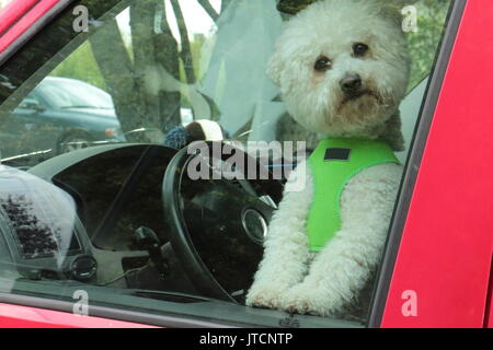 Little white dog alone in the car. Happy dog sits in driver's seat and waiting for the owner. Hey, I saw You! Stock Photo