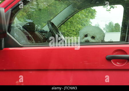 Little white dog alone in the car. Sad dog sits in driver's seat and waiting for the owner. Stock Photo