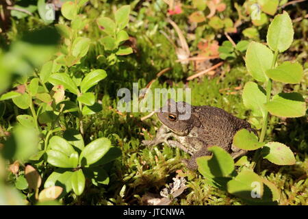 A toad sitting on the moss in the middle of blueberry twigs in the forest in Finland, North Karelia. Stock Photo