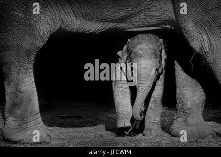 3 Month old female baby Asian Elephant protected beneath her mother Stock Photo