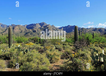 Mountain range in Bear Canyon in Sabino Canyon Recreation Area Park in the Sonoran Desert along the Santa Catalina Mountains in Tucson, Arizona. Stock Photo