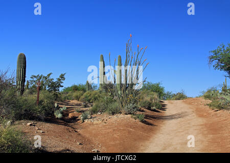 Two hiking trails in Bear Canyon in Sabino Canyon Recreation Area Park in the Sonoran Desert along the Santa Catalina Mountains in Tucson, Arizona. Stock Photo