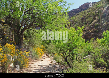 Hiking Trail in Bear Canyon in Sabino Canyon Recreation Area Park in the Sonoran Desert along the Santa Catalina Mountains in Tucson, Arizona. Stock Photo