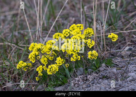 Yellow Arctic Whitlow-grass, Draba Bellii, Spitzbergen, Svalbard 