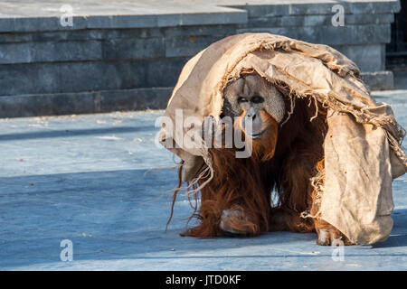 Sumatran orangutan / orang-utang (Pongo abelii) male walking around wrapped in cloth in zoo, native to Indonesian island of Sumatra Stock Photo