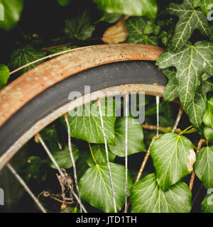 Detail of an abandoned old vintage rusty bicycle with ivy on the background found in rural shed in the Italian countryside. Stock Photo