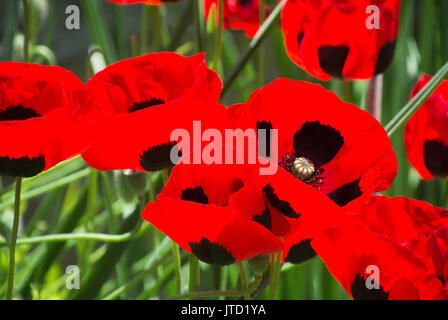 Red Poppies Blooming in Field Stock Photo