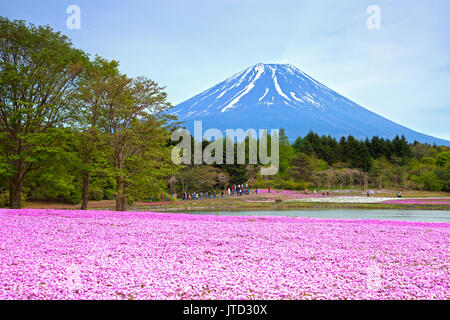 Shibazakura Festival in Japan with Mount Fuji Stock Photo