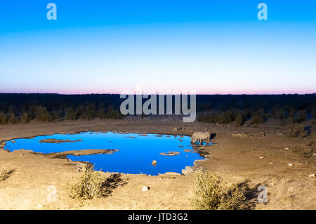 Two black rhinos, Diceros bicornis, drinking water at an artificially lit waterhole in Northern Namibia during the blue hour after sunset Stock Photo
