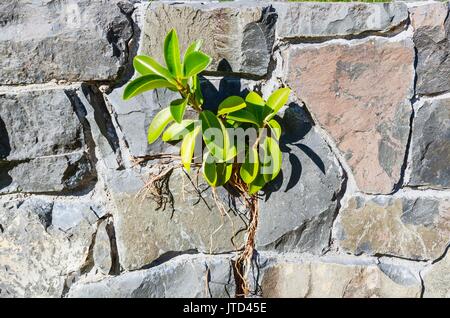 Small Fig tree growing on a man made stone wall Stock Photo