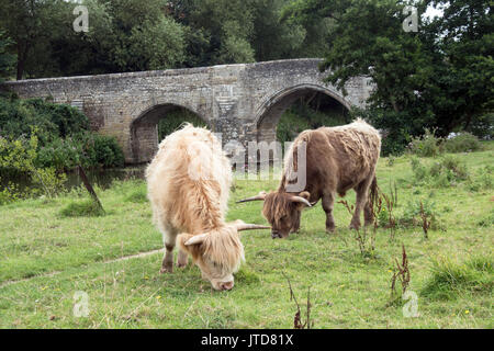 Highland cattle in front of the historic bridge at Teston Kent. Stock Photo