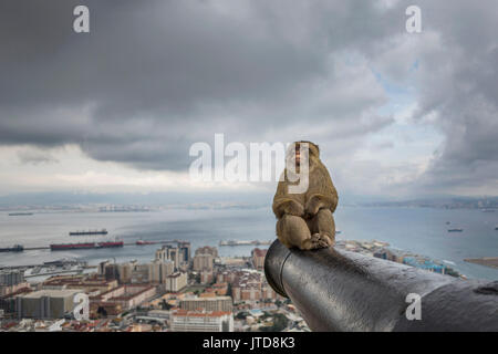 A wide portrait of an alpha male Barbary macaque sat on top of a disused canon in Gibraltar's Upper Rock Nature Reserve Stock Photo