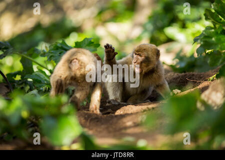 Two young Barbary macaques play fighting on the forest floor in a wild space in Gibraltar's Upper Rock Nature Reserve Stock Photo