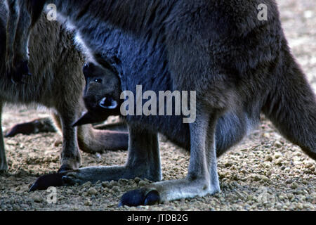 Baby kangaroo in mother's pouch Stock Photo