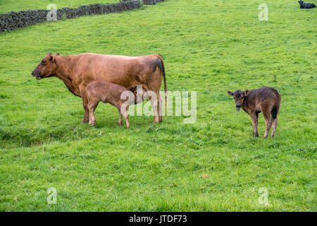 Farming: Mother cow with two calves. One is suckling the other is unable to with its tongue swollen and sticking out, probably dystocia, Yorkshire, UK Stock Photo