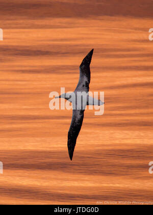 Wandering albatross at sunrise over the Drake Passage, Southern Ocean. Stock Photo