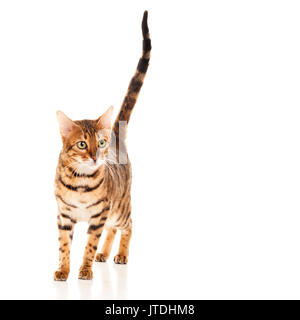 Female Bengal cat walking with tail straight up isolated on white background  Model Release: No.  Property Release: No. Stock Photo