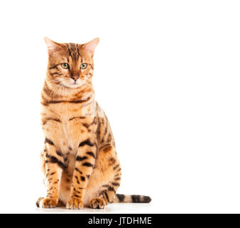 Male Bengal cat sitting down portrait looking into distance isolated on white background  Model Release: No.  Property Release: No. Stock Photo