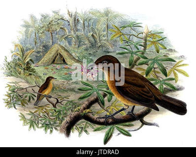 Vogelkop Bowerbird Stock Photo