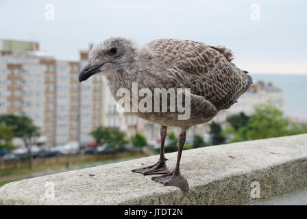 A European Herring Gull (Larus Argentatus) chick stands on a ledge above Warrior Square Gardens in St. Leonards-on-Sea, England. Stock Photo