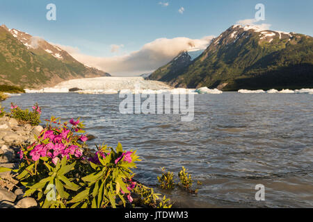 Late evening sun on Dwarf Fireweed and Spencer Glacier in the Chugach National Forest in Southcentral Alaska. Stock Photo