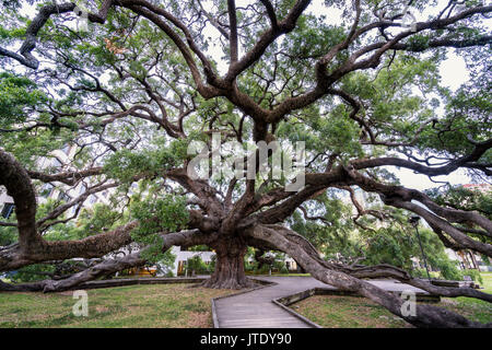 Majestic Treaty Oak, Jacksonville, Florida Stock Photo