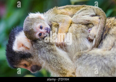 6 day old Bolivian black-capped Squirrel Monkey baby poking out its tiny tongue as it clings tightly to its mothers back Stock Photo